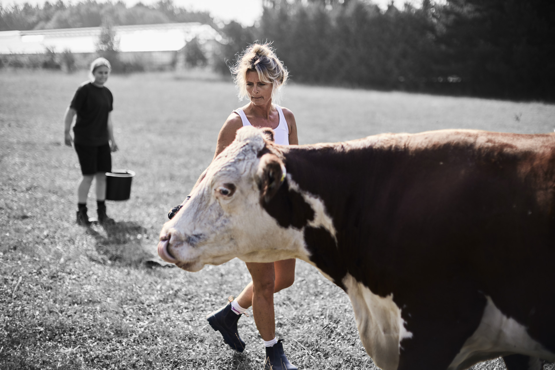 ZBC landmand - elever på marken med køer