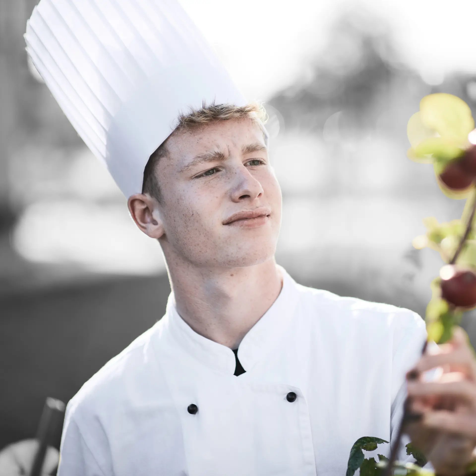 Kok ser på æbletræ