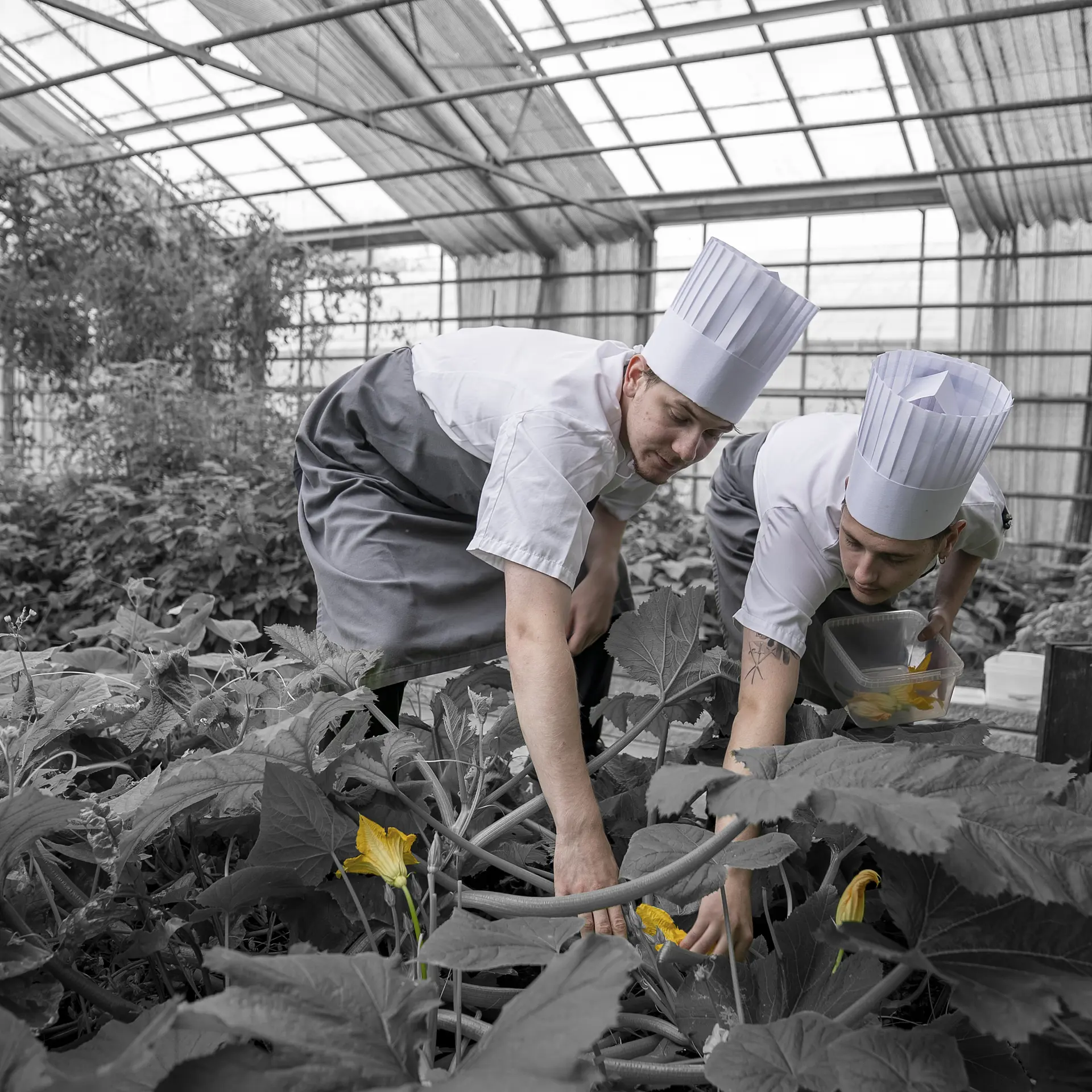 Hands-on på kokkeuddannelsen