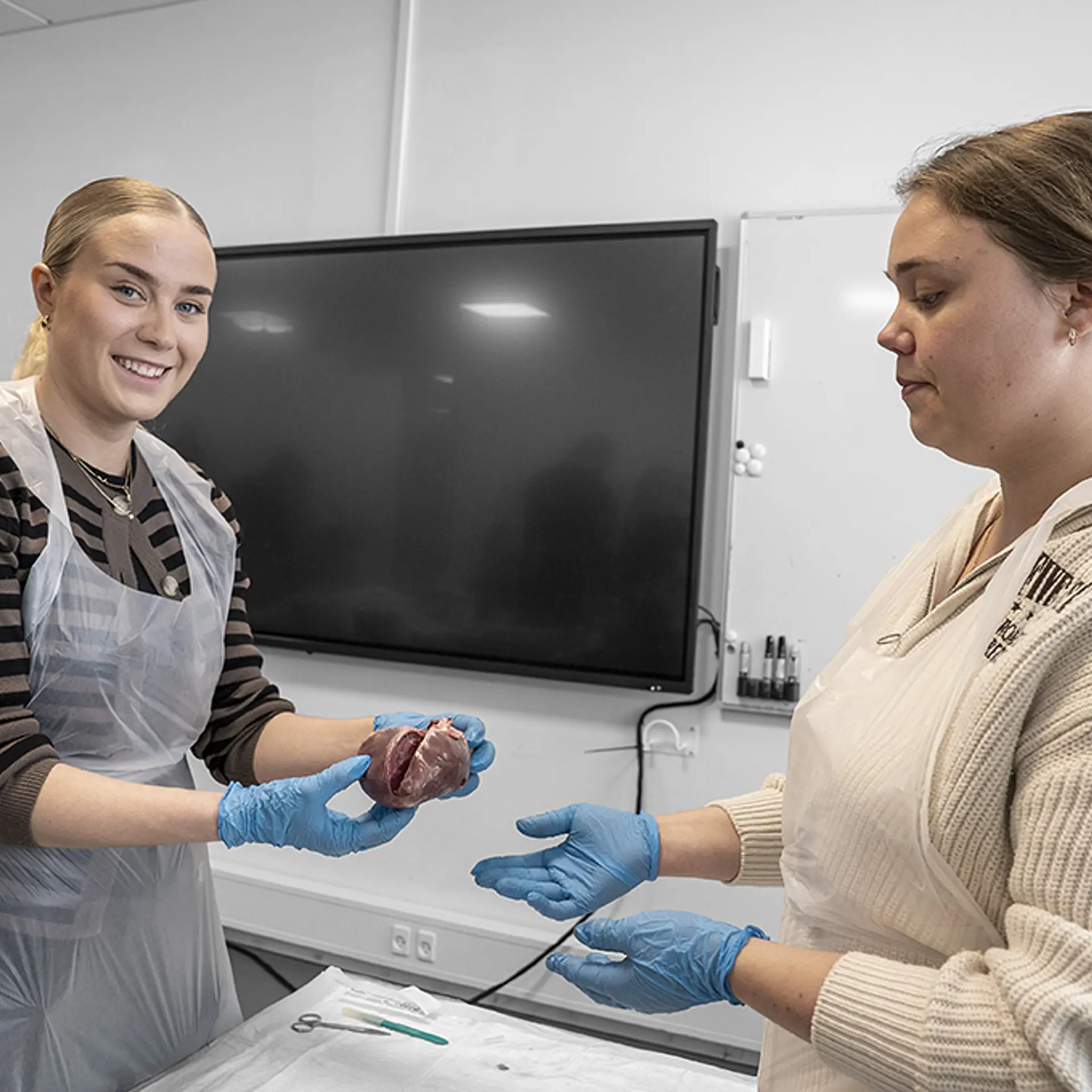 Elever fra Social- og sundhedsassistentuddannelsen arbejder med anatomi og kroppens organer