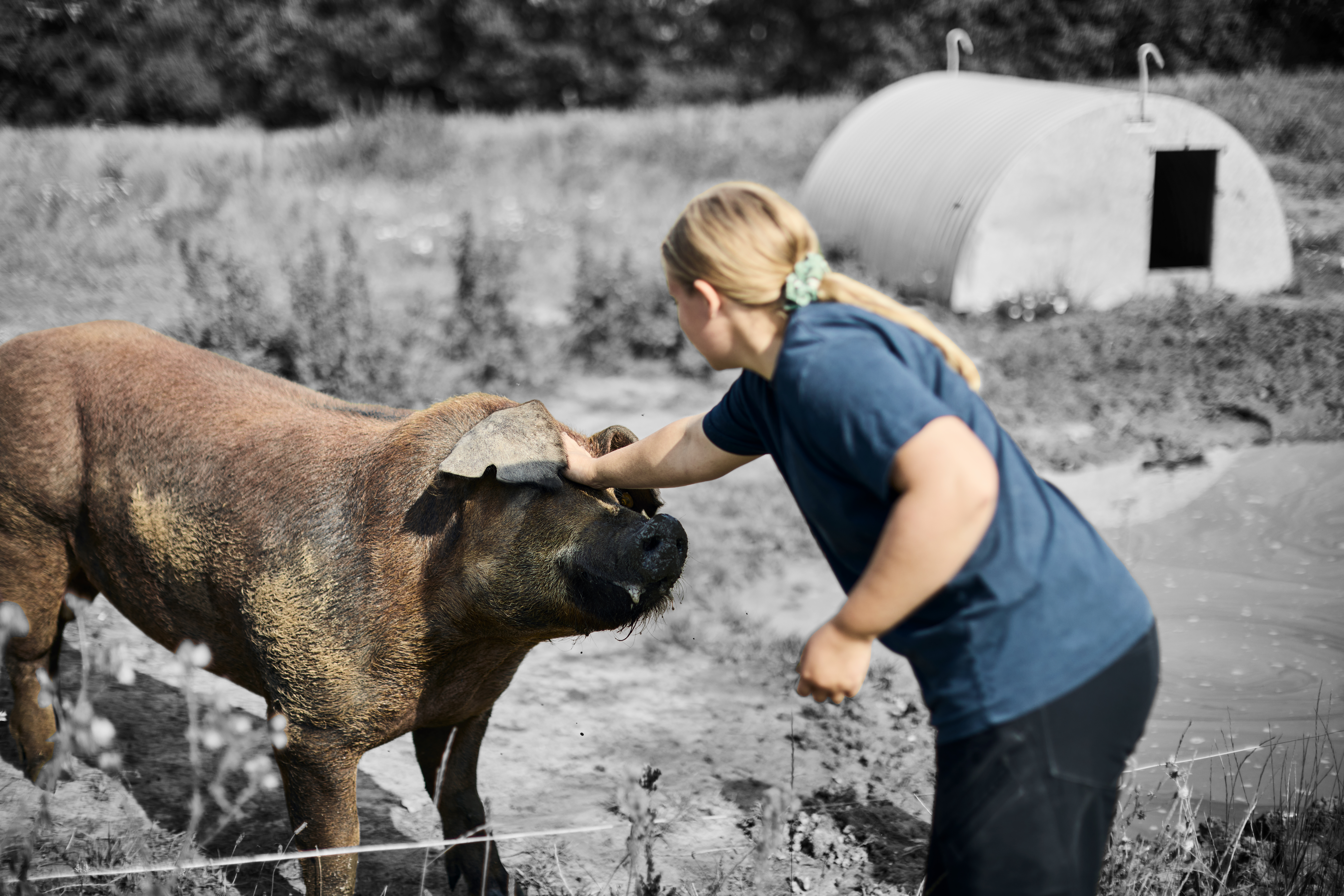 Landmand klapper gris