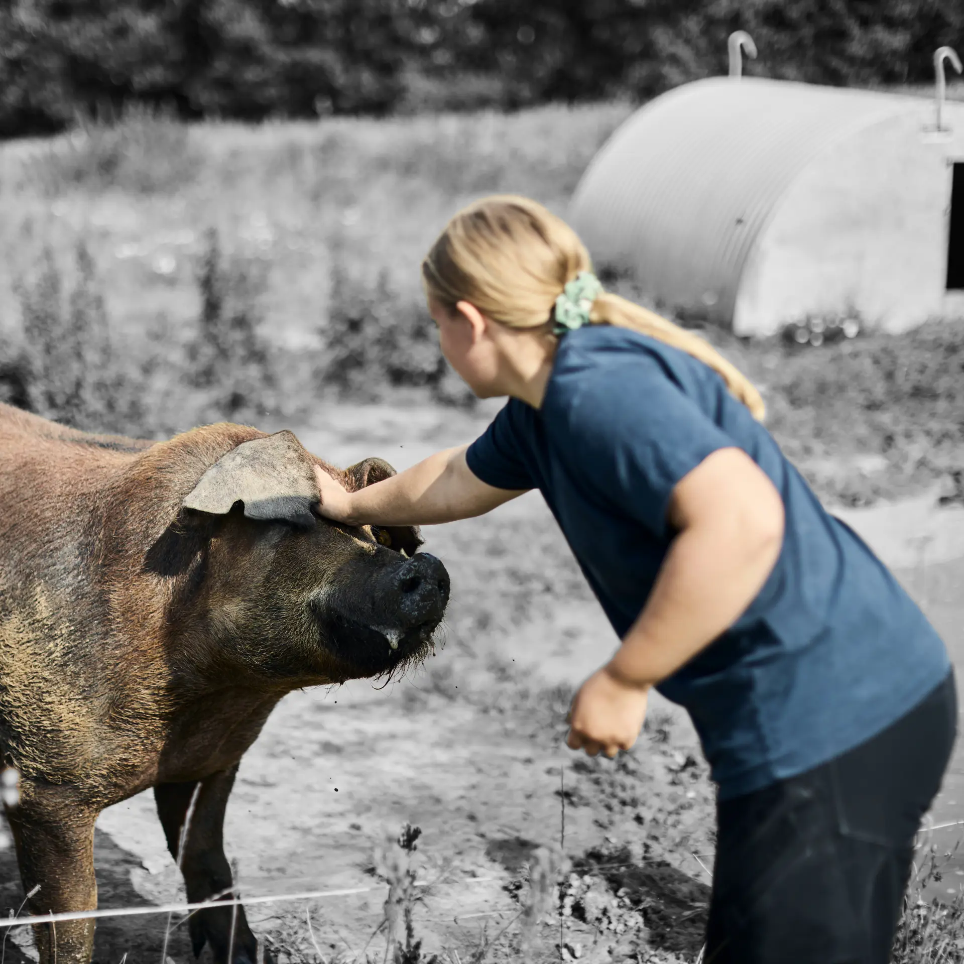 Landmand klapper gris