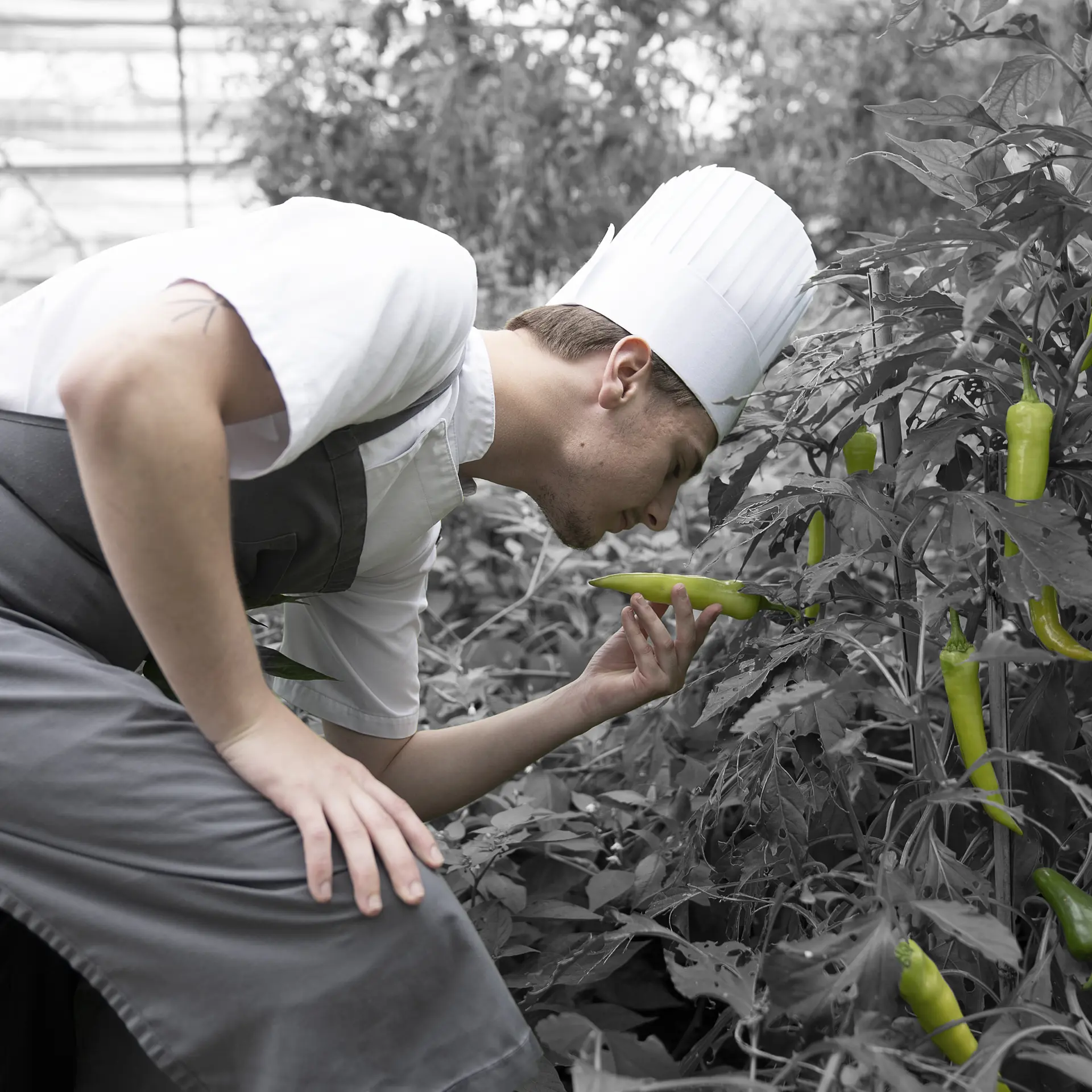 Hverdag på kokkeuddannelsen